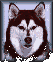 Click here to return to the Siberian Husky Rescue home page.